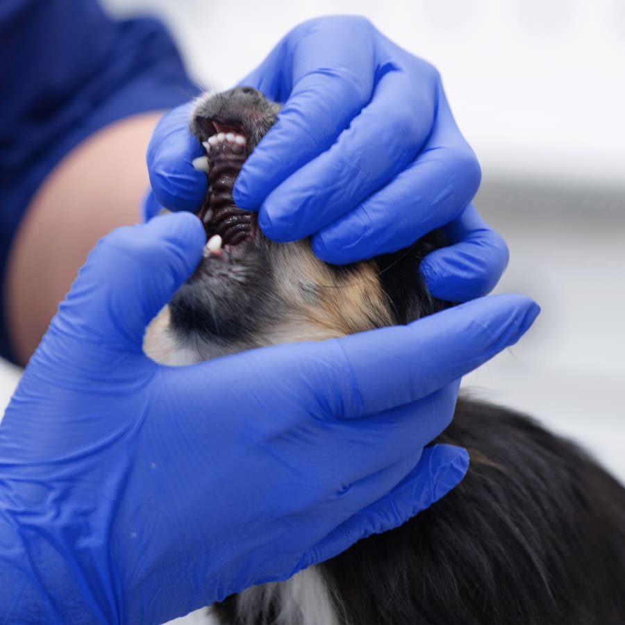 Veterinary Dentist in Brookhaven