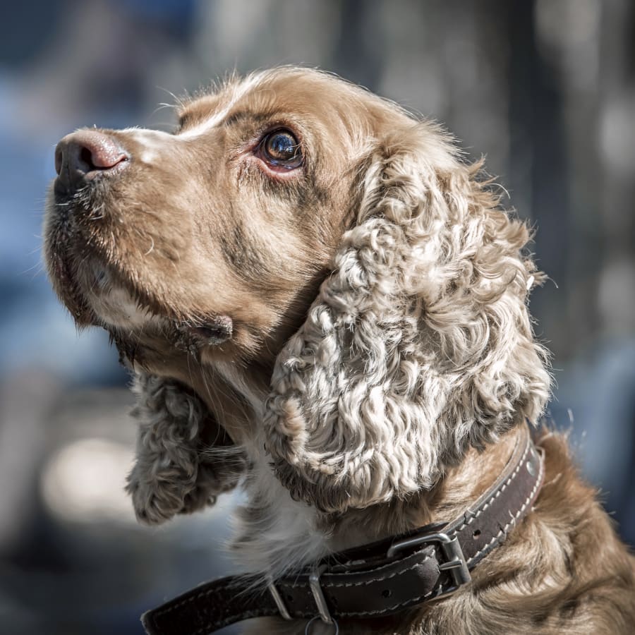 Geriatric Care for Pets, Brookhaven