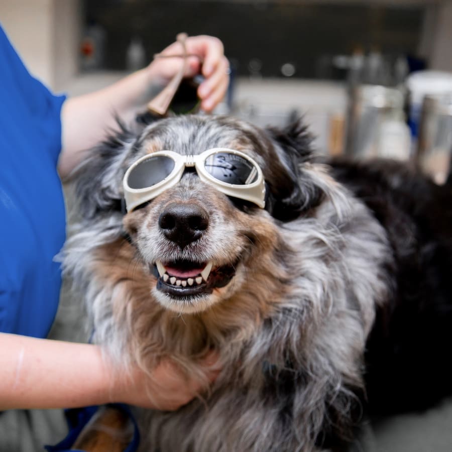 Cold Laser Therapy, Brookhaven Veterinarians