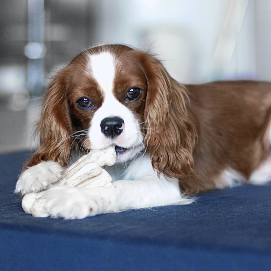 Pet Vaccinations & Parasite Prevention Services in Brookhaven